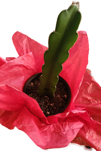 Red Dragon Fruit Plants Valentine's Day SALE - Starlight Nursery 