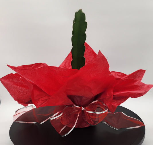 Red Dragon Fruit Plants Valentine's Day SALE - Starlight Nursery 