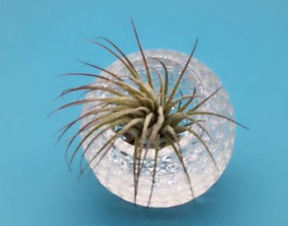 Beautiful Cut Glass Angled Plant Holder with Beautiful Air Plant - Starlight Nursery 