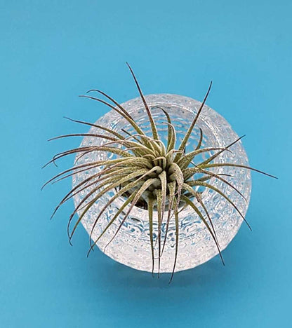 Beautiful Cut Glass Angled Plant Holder with Beautiful Air Plant - Starlight Nursery 