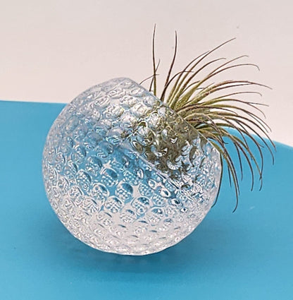 Beautiful Cut Glass Angled Plant Holder with Beautiful Air Plant - Starlight Nursery 