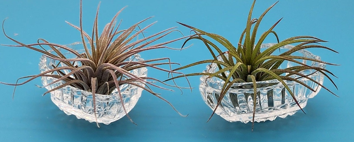Cut Crystal Clear Glass Egg With Two Small Air Plants - Starlight Nursery 
