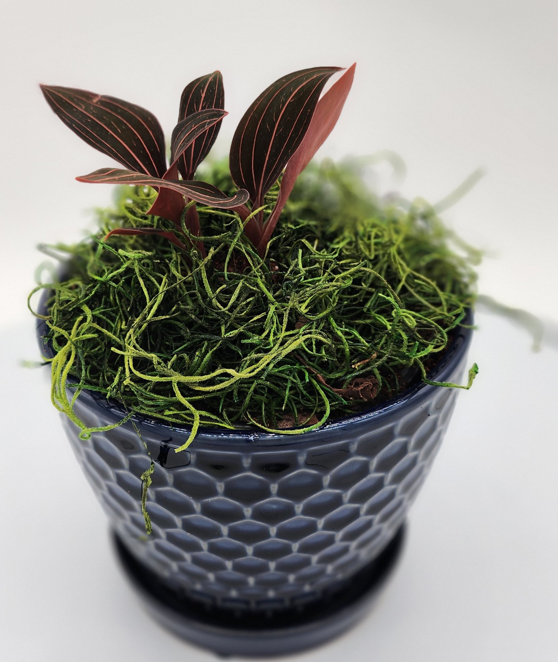 Black Jewel Orchid RARE Ceramic Orchid Pot - Starlight Nursery 
