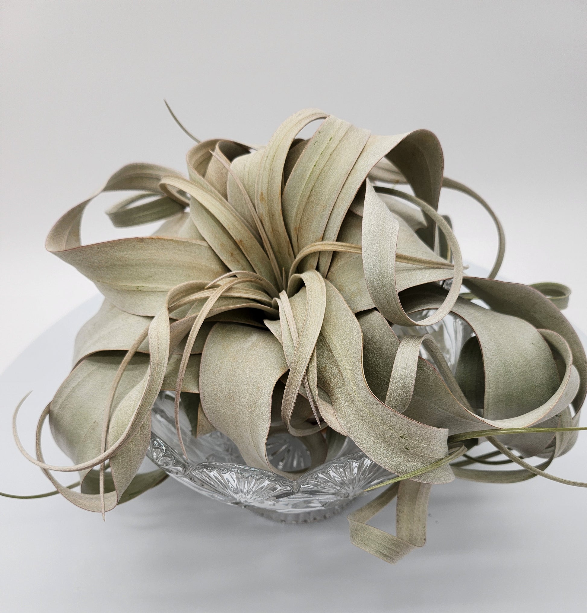 Floral Fan Bowl Design Beautiful with Air Plant - Starlight Nursery 