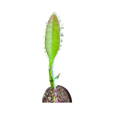 Yellow Palora Dragon Fruit Plants - Starlight Nursery 