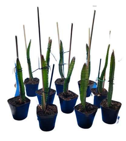 Orange Dragon Fruit Plants - Starlight Nursery 