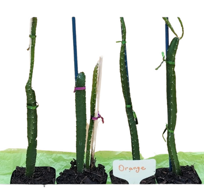 Orange Dragon Fruit Plants - Starlight Nursery 