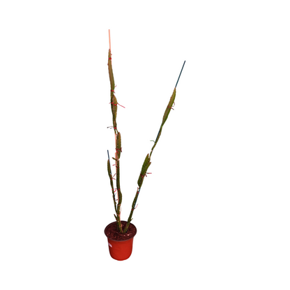 Red Dragon Fruit Plant Red Flesh Small - Starlight Nursery 