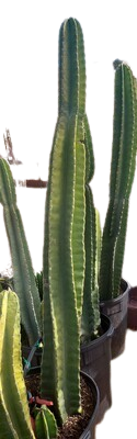 Pilosocereus Cactus Beautiful EX Large - Starlight Nursery 