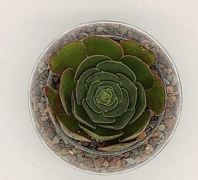 Succulent Arrangement Kit Glass Bowl - Starlight Nursery 