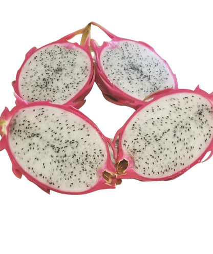 White Dragon Fruit Plants White Flesh - Starlight Nursery 