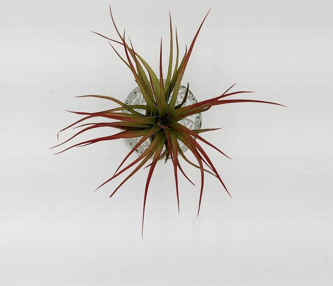 Crystal Glass Air Plant Arrangement - Starlight Nursery 