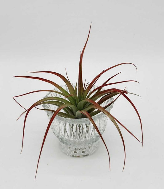 Air Plant Elegant Crystal Glass Beautiful