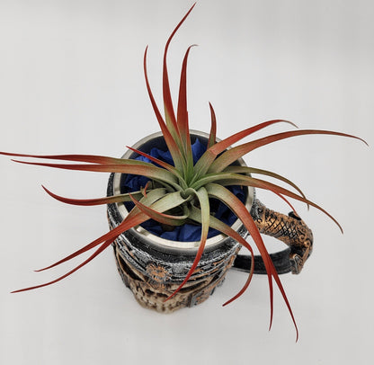 Skull Knight Beer Mug Air Plant - Starlight Nursery 