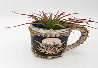 Skull Mug Air Plant - Starlight Nursery 