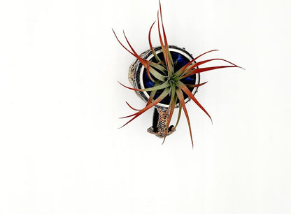 Skull Mug Air Plant - Starlight Nursery 