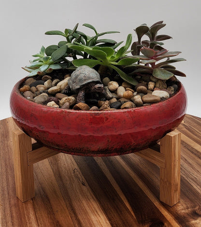 Succulent Plants Red Planter - Starlight Nursery 