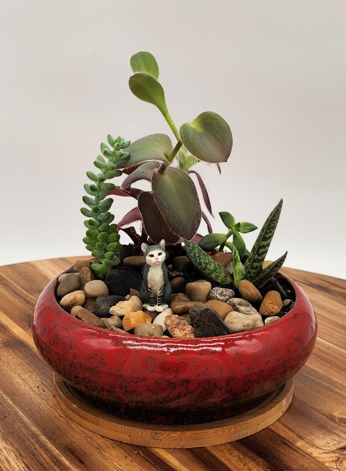 Planter Red Succulent Arrangement - Starlight Nursery 