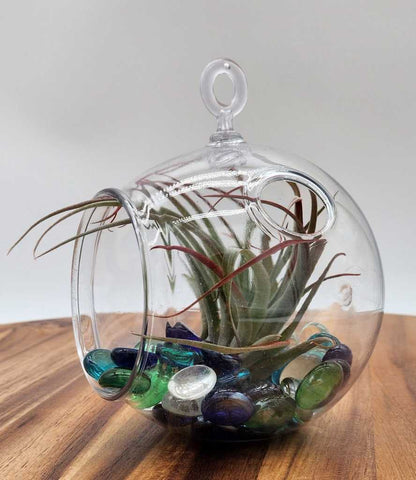 Terrarium Arrangement Air Plant - Starlight Nursery 