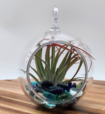 Terrarium Arrangement Air Plant - Starlight Nursery 