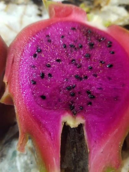 Dragon Fruit Plants Cuttings Purple Sale! - Starlight Nursery 