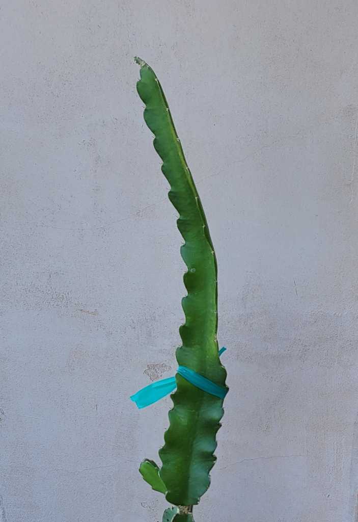 Purple Dragon Fruit Plant Cuttings BIG SALE!