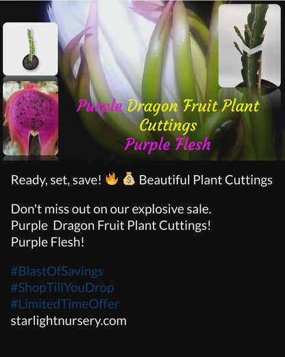 Dragon Fruit Plants Cuttings Purple Sale!