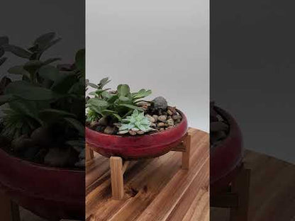 Succulent Plants Red Planter