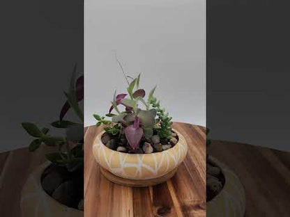 Succulent Plants Golden Marble Planter