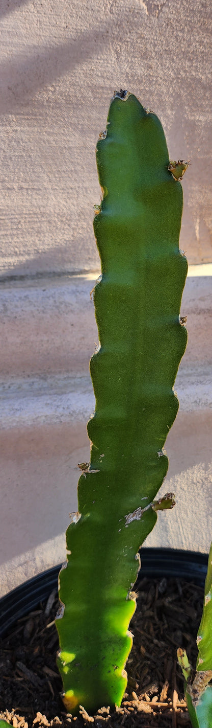 Purple Dragon Fruit Plant Cuttings BIG SALE!